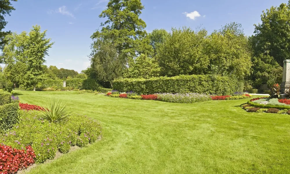 Large garden flowers and hedges.